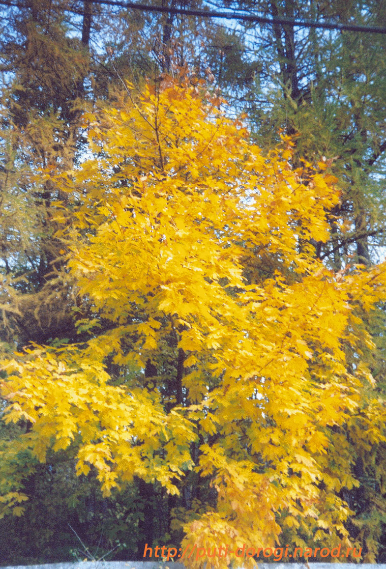 Осенний клён среди сосен