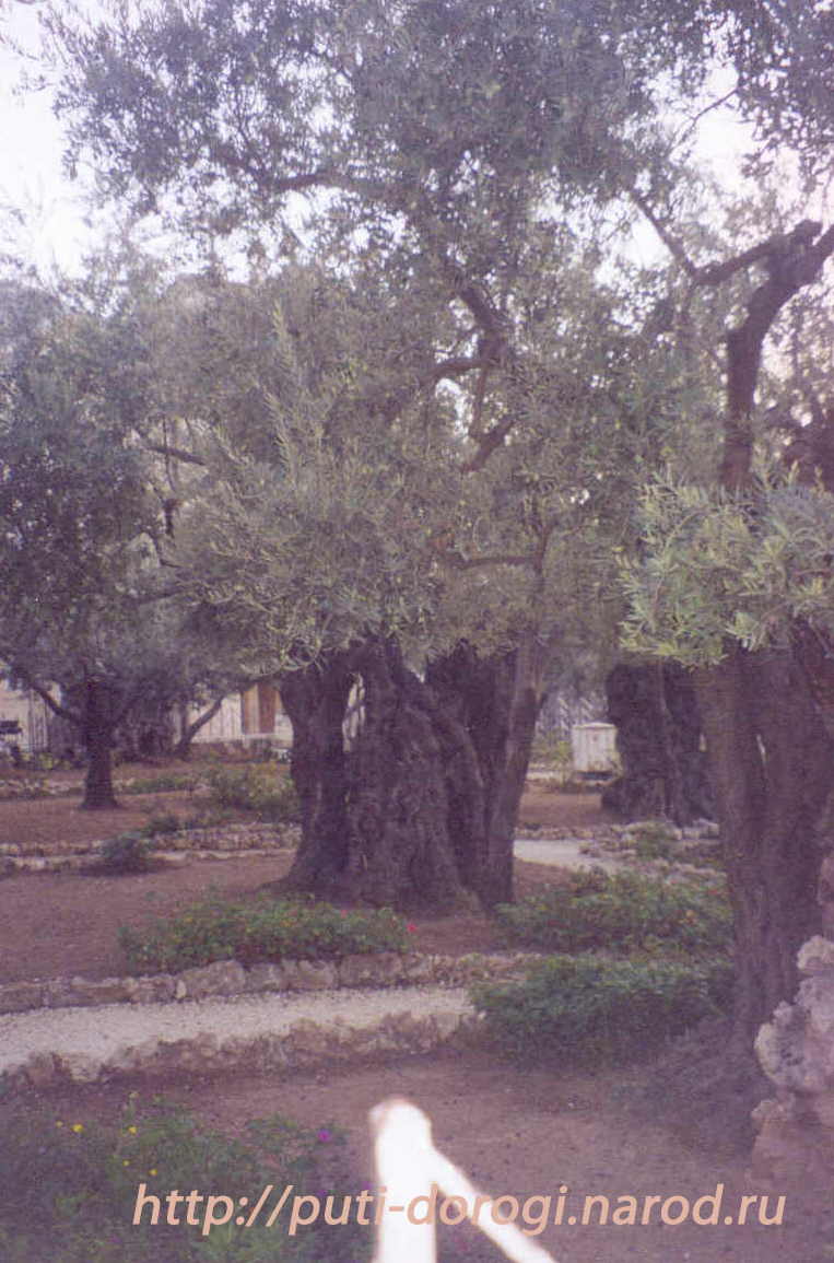 Старые оливы в Гефсиманиии.На месте Моления о чаше.